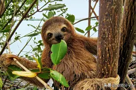 树懒的求爱与交配，奇怪的知识又增加了图片