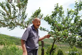农民大爷家50年前“飞来”1棵树，野果吃了几十年，万元不卖图片