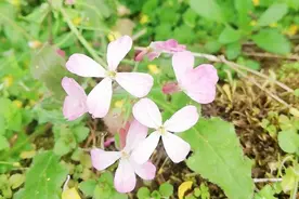 乱花渐欲迷人眼之野花篇图片