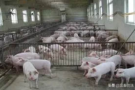 养殖场被强拆，怎么赔？最高法：不低于同类型养殖场的补偿标准图片