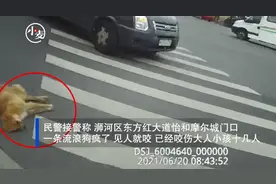 信阳一流浪狗当街咬伤十多人被民警果断打死 家长：孩子被咬后睡觉都在发抖图片