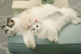 猫咪鲜食该如何自制？来听听专家怎么说图片