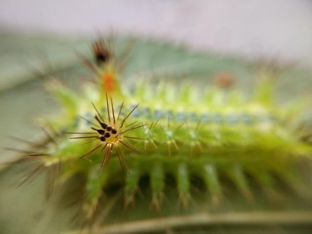 这种毛毛虫叫"洋辣子",是农业最大害虫,喜欢吃农作物!