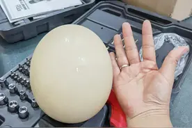 怎样打开鸵鸟蛋，来带你开开眼界图片