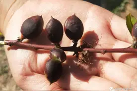 桃树提前用 M-JFN原粉防冻顶呱呱！图片