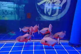 底滤鱼缸，最容易堆积杂质的地方在哪里？并不是鱼缸底部那点粪便图片