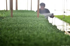 香椿芽苗菜在生产中应注意的问题有哪些？图片