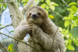 每分钟移动2.5米的树獭，下树就成活靶，为何还非要下树拉粑粑？图片