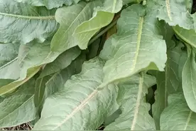 农村一种草叫“野菠菜”农民拿它当野草除掉，你对它了解有多少图片