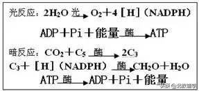 「高考·生物」高中生物重要规律性关系、公式精华汇总