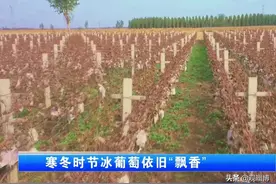 「聚焦三农」寒冬时节冰葡萄依旧“飘香”图片