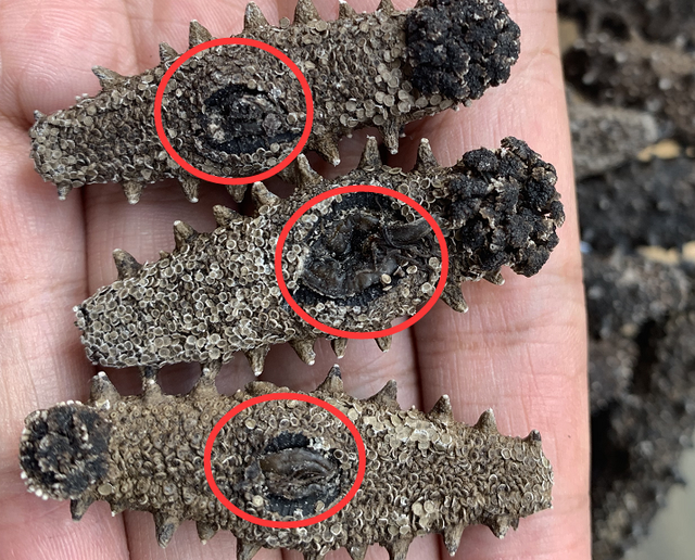 1000块钱买几个海参 海参500克价格表