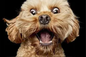 狗狗接食的瞬间表情，为了一口吃的，优雅矜持啥的，哪还顾得上啊图片