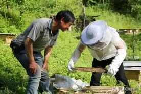 蜂王遗失有原因，常常出现在夏季，土专家分析有道理图片