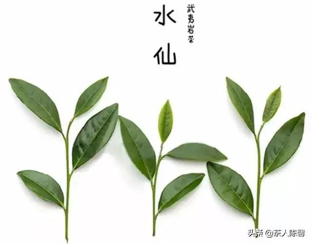 武夷水仙 武夷水仙茶属于什么茶