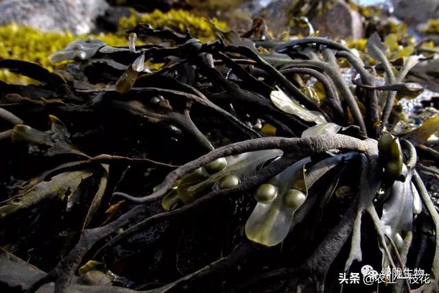 认识一下海藻精