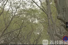 又到了梧桐絮满天飞的季节 南京今年的“飘絮预报系统”已上线 可供实时查询图片