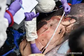 关于水怪你知道多少，还记得在07年被科学家发现的巨型水怪吗？图片