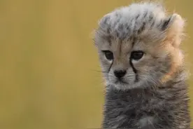 ​猎豹——大草原上的杀手图片