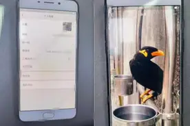 浙江男子用鸟做头像，被微信好友举报私养二级野生动物，差点进去图片