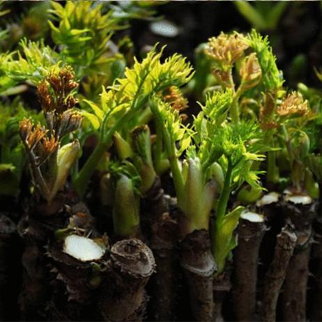 素有“东北竹笋”美称的龙牙楤木栽培方法，5分钟读懂，请收藏