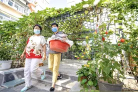 疏整促 | 升级共享菜园“种出”邻里亲情，共建共享幸福天地~图片