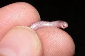 只有面条那么细，一根笔那么长，怎么活下来？小蛇：我给天敌打工图片