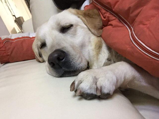 辟谣，犬类摄入猫粮后并不会导致牛磺酸中毒，其本质为氨基酸！