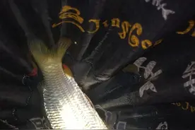大师饵夜钓新闸，有鲫有鲤图片
