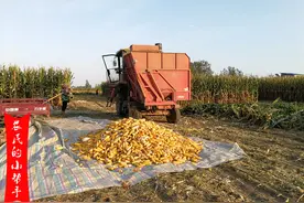 粮价上涨，地租跟涨，一亩地租金1000元种玉米，还有利润吗？图片