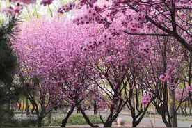 踏青何必“扎堆”？朝阳这些郊野公园人少还漂亮！图片