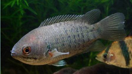 鲫鱼的种类有哪些，教你怎么区分各种鲫鱼