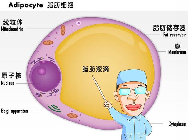 碳基生物是怎么回事？「高中生物讲解」1.2.4-1.2.5