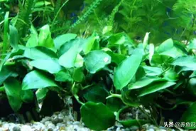 水草缸鱼缸造景里2种好养又好看的水草，直接放到鱼缸里可成景图片