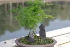 文竹常年翠绿，平日喂点“甜水”，养到极致满盆小白花图片