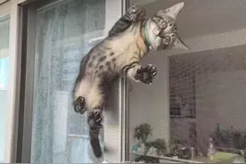 猫变壁虎，看！壁虎图片