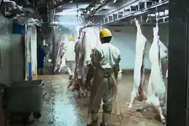 外交部证实：中方将恢复进口加拿大牛肉和猪肉产品视频封面