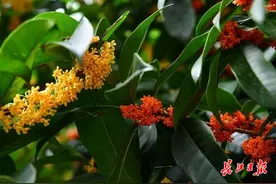 桂花飘香时，丹桂金桂银桂，哪个最香？图片