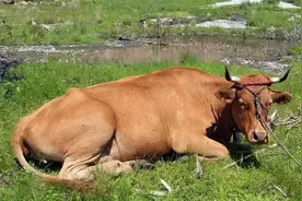 俗语“牛知死不知跑”，牛被宰时宁愿给人跪下，也不愿跑，为啥？图片