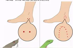 被毒蛇咬伤如何自救？认真看完这篇文章，关键时刻能保命图片