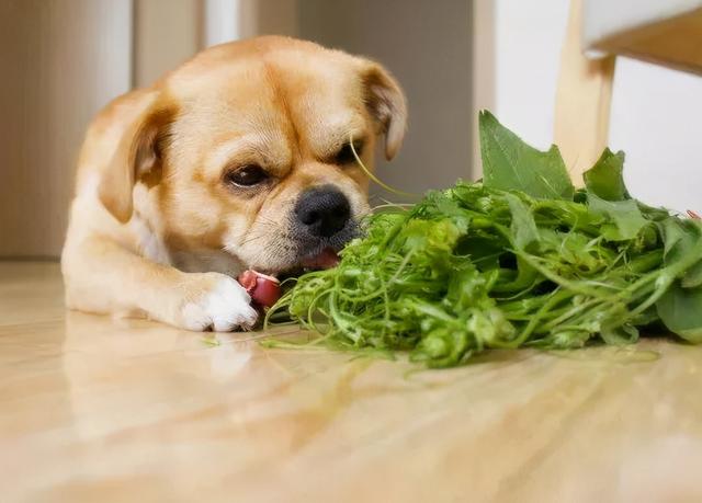 鐙楃嫍榧诲瓙鈥滄帀鑹测€濅簡锛熷彲鑳芥槸楗插吇涓嶅綋鎯圭殑绁? onerror=