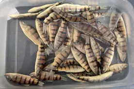 溪石斑，一种只属于小河小溪的特殊鱼种，对水质要求极高图片