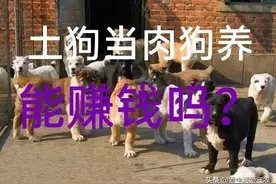 想养肉狗的看过来，这些风险你能承担吗？否则最好别养了！图片