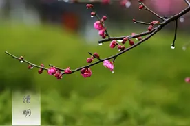 清明祭祖，老一辈人讲究：“3牲5果”，否则不吉利，该不该听图片