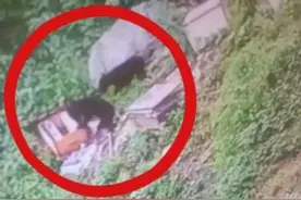 陕西黑熊进家偷吃蜂蜜，是国家保护动物，农户损失四五万找谁赔？图片