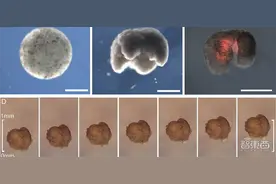 全球首个活体可编程机器人诞生！100%青蛙基因，劈成两半还能自愈图片