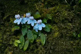“灭绝”的3种植物在云南现身，其中一种上次见它还是128年前图片