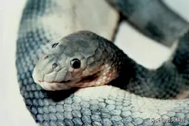 “丑面阎王”钩鼻海蛇，世界上最毒的海蛇，也是伤人最多的海蛇图片