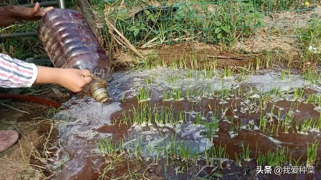 韭菜怎么切（割韭菜注意这三点）