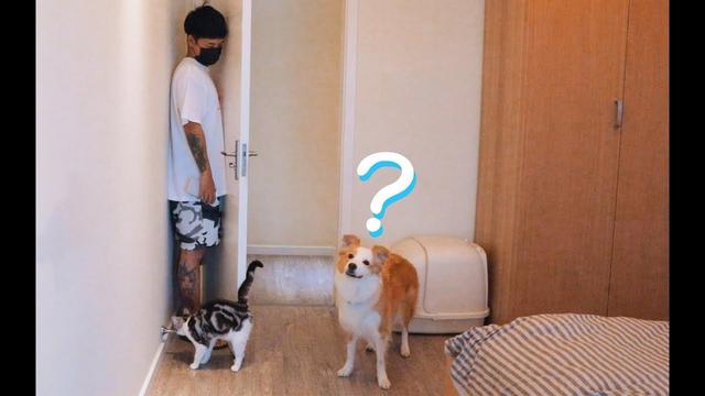 狗狗爱玩的5种游戏，不仅能加深与主人的感情，还能消磨过多精力